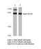 STAT3 antibody, LS-C175885, Lifespan Biosciences, Western Blot image 