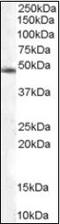 COP9 Signalosome Subunit 2 antibody, orb88433, Biorbyt, Western Blot image 