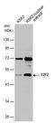E2F2 antibody, PA5-77950, Invitrogen Antibodies, Western Blot image 