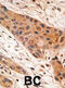 BCL2 Interacting Protein 1 antibody, abx027247, Abbexa, Immunohistochemistry frozen image 