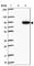 Kinesin Family Member 2B antibody, HPA024795, Atlas Antibodies, Western Blot image 