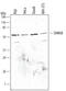 KH RNA Binding Domain Containing, Signal Transduction Associated 1 antibody, AF5509, R&D Systems, Western Blot image 