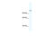 Nuclear Factor Of Activated T Cells 2 antibody, 28-617, ProSci, Enzyme Linked Immunosorbent Assay image 