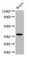 Adenosine A2b Receptor antibody, LS-C498282, Lifespan Biosciences, Western Blot image 