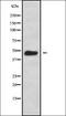 G Protein-Coupled Receptor Class C Group 5 Member C antibody, orb378294, Biorbyt, Western Blot image 