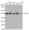 Tubulin Alpha 4a antibody, abx000663, Abbexa, Western Blot image 