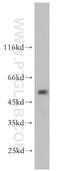 WD Repeat And SOCS Box Containing 2 antibody, 12124-2-AP, Proteintech Group, Western Blot image 