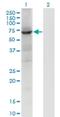 Protein Tyrosine Phosphatase Non-Receptor Type 9 antibody, H00005780-M04, Novus Biologicals, Western Blot image 