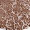 Serine protease 3 antibody, HPA063471, Atlas Antibodies, Immunohistochemistry frozen image 