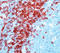 CD3 antibody, DP005-05, Origene, Immunohistochemistry frozen image 
