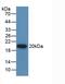 Gremlin 1, DAN Family BMP Antagonist antibody, LS-C298136, Lifespan Biosciences, Western Blot image 