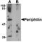 Periphilin 1 antibody, LS-B9596, Lifespan Biosciences, Western Blot image 