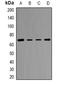 Transketolase antibody, orb382077, Biorbyt, Western Blot image 
