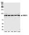 Putative RNA-binding protein 15 antibody, A300-821A, Bethyl Labs, Western Blot image 