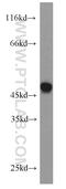 C-X3-C Motif Chemokine Receptor 1 antibody, 13885-1-AP, Proteintech Group, Western Blot image 