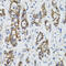 SURF1 Cytochrome C Oxidase Assembly Factor antibody, 22-466, ProSci, Immunohistochemistry frozen image 