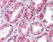 Catalase antibody, 48-667, ProSci, Enzyme Linked Immunosorbent Assay image 