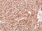 Staufen Double-Stranded RNA Binding Protein 2 antibody, NBP2-20507, Novus Biologicals, Immunohistochemistry paraffin image 