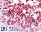 Histone Deacetylase 6 antibody, LS-B7604, Lifespan Biosciences, Immunohistochemistry frozen image 