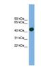 Actin Related Protein T1 antibody, NBP1-56368, Novus Biologicals, Western Blot image 