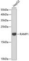 Receptor activity-modifying protein 1 antibody, GTX54684, GeneTex, Western Blot image 