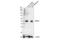 G Protein-Coupled Receptor 37 Like 1 antibody, 93782S, Cell Signaling Technology, Western Blot image 