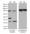 Twinfilin Actin Binding Protein 1 antibody, LS-C794599, Lifespan Biosciences, Western Blot image 