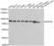 Heat Shock Protein Family A (Hsp70) Member 5 antibody, LS-C330860, Lifespan Biosciences, Western Blot image 