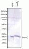 Diablo IAP-Binding Mitochondrial Protein antibody, A21986, Invitrogen Antibodies, Western Blot image 