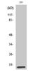 Mitochondrial Ribosomal Protein L14 antibody, A13011-1, Boster Biological Technology, Western Blot image 