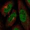 Cyclin-dependent kinase 13 antibody, NBP2-34123, Novus Biologicals, Immunofluorescence image 