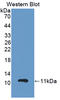 Glutathione peroxidase 3 antibody, LS-C374708, Lifespan Biosciences, Western Blot image 