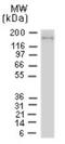 NLR Family Pyrin Domain Containing 1 antibody, NB100-56147, Novus Biologicals, Immunoprecipitation image 