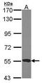 Keratin 5 antibody, PA5-29670, Invitrogen Antibodies, Western Blot image 