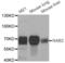 NGFI-A Binding Protein 2 antibody, abx004467, Abbexa, Western Blot image 