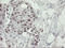 Replication Factor C Subunit 2 antibody, LS-C175221, Lifespan Biosciences, Immunohistochemistry frozen image 