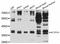 Potassium Channel Tetramerization Domain Containing 10 antibody, LS-C747194, Lifespan Biosciences, Western Blot image 