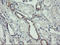 ATP/GTP Binding Protein 1 antibody, LS-C175199, Lifespan Biosciences, Immunohistochemistry paraffin image 