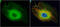 Enolase 1 antibody, GTX101803, GeneTex, Immunocytochemistry image 