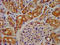 Growth Hormone Releasing Hormone Receptor antibody, LS-C670264, Lifespan Biosciences, Immunohistochemistry paraffin image 