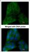 Prostaglandin E Synthase 3 antibody, NBP2-19999, Novus Biologicals, Immunocytochemistry image 