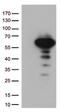 Lymphoid Enhancer Binding Factor 1 antibody, LS-C793159, Lifespan Biosciences, Western Blot image 