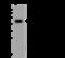 Synaptotagmin 13 antibody, 201027-T36, Sino Biological, Western Blot image 