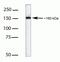 MutS Homolog 6 antibody, 39-4400, Invitrogen Antibodies, Western Blot image 