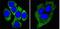 Keratin 8 antibody, MA5-15460, Invitrogen Antibodies, Immunofluorescence image 