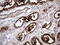 Angiotensin I Converting Enzyme 2 antibody, LS-C338902, Lifespan Biosciences, Immunohistochemistry paraffin image 