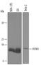 Interferon Induced Transmembrane Protein 3 antibody, AF3377, R&D Systems, Western Blot image 