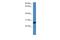 Nedd4 Family Interacting Protein 2 antibody, PA5-69603, Invitrogen Antibodies, Western Blot image 