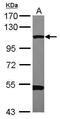 Dynamin 2 antibody, PA5-29658, Invitrogen Antibodies, Western Blot image 