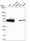 FKBP Prolyl Isomerase 4 antibody, HPA062857, Atlas Antibodies, Western Blot image 